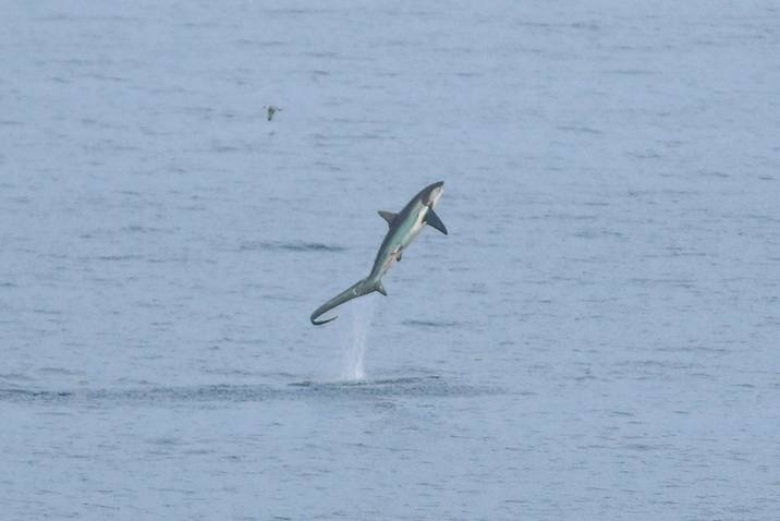 Alopias vulpinus, Common Thresher Shark