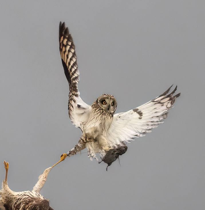 Asio flammeus, Short-eared Owl
