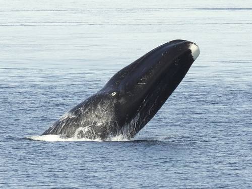Balaena mysticetus, Bowhead Whale