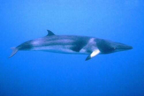 Balaenoptera acutorostrata, Minke Whale