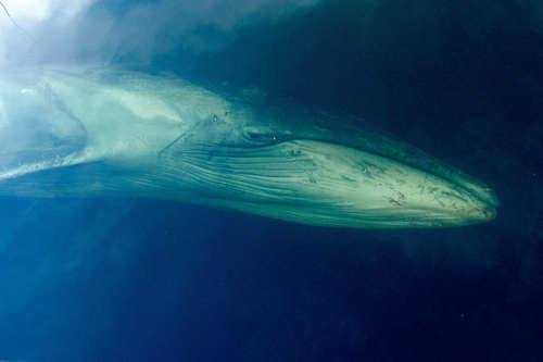 Balaenoptera borealis, Sei Whale