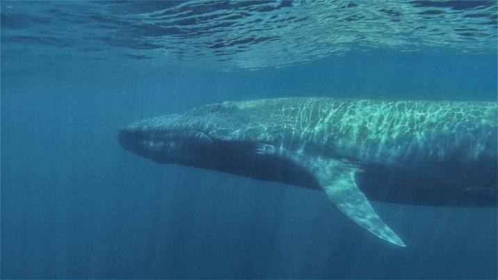 Balaenoptera musculus, Blue Whale