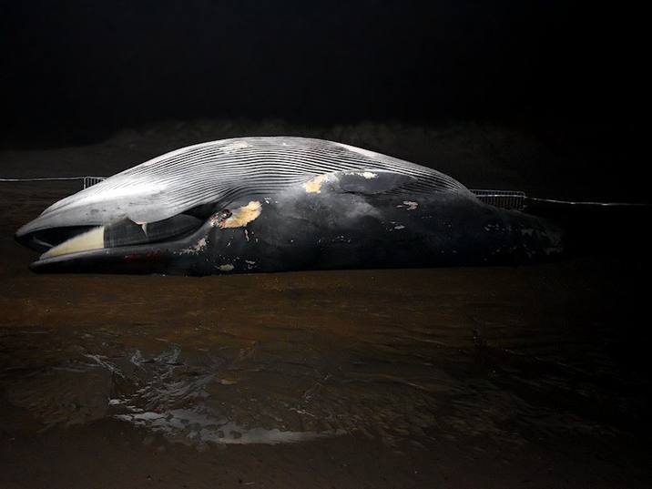 Balaenoptera physalus, Fin Whale