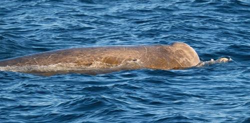 Berardius bairdii, Baird's Beaked Whale