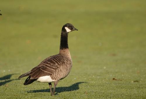 Branta hutchinsii, Aleutian Cackling Goose