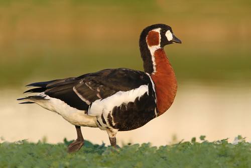 Branta ruficollis, Red-breasted Goose