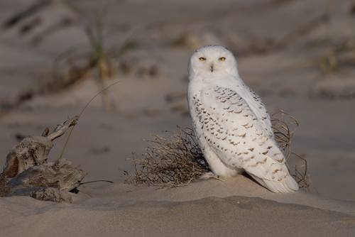 Bubo scandiacus, Snowy Owl