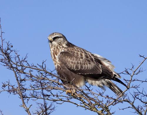 Buteo lagopus, Rough-legged Buzzard