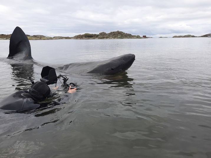 Cetorhinus maximus, Basking Shark