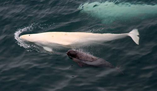 Delphinapterus leucas, Beluga