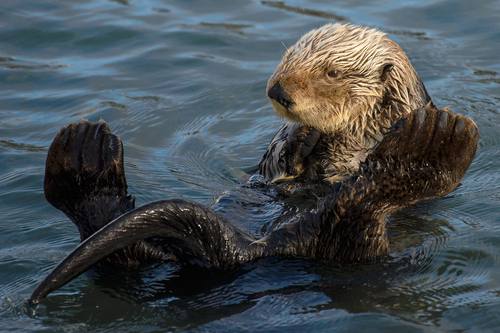 Enhydra lutris, Sea Otter