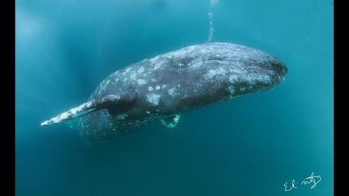Eschrichtius robustus, Gray Whale