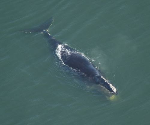 Eubalaena glacialis, North Atlantic Right Whale