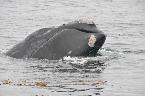 Eubalaena japonica, North Pacific Right Whale