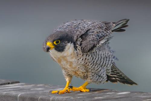 Falco peregrinus, Peregrine Falcon