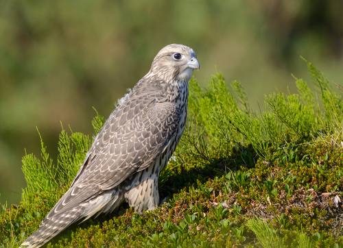 Falco rusticolus, Gyrfalcon