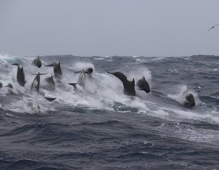 Globicephala melas, Long-finned Pilot Whale