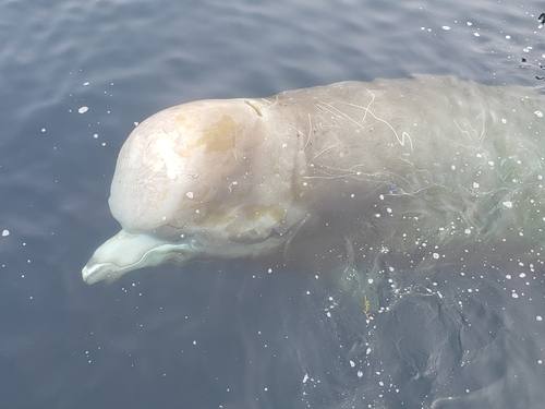 Hyperoodon ampullatus, Northern bottlenose whale