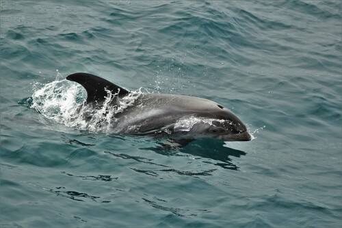 Lagenorhynchus albirostris, White-beaked Dolphin