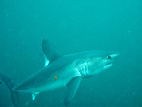 Lamna nasus, Porbeagle Shark