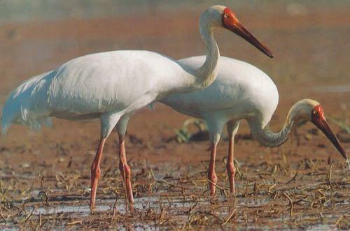 Leucogeranus leucogeranus, Siberian Crane