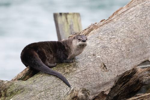 Lontra canadensis, North American River Otter