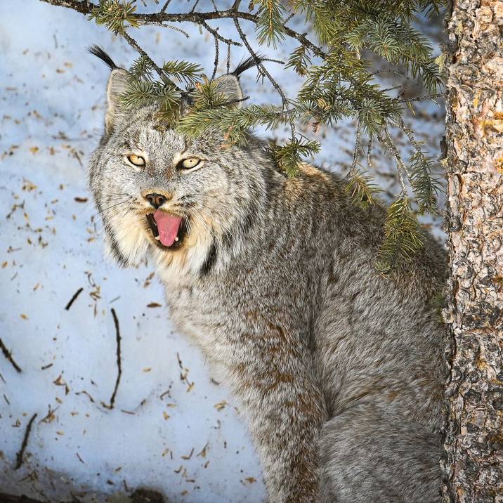 Lynx canadensis, Canada Lynx
