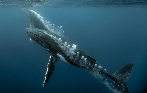 Megaptera novaeangliae, Humpback Whale