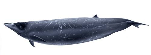 Mesoplodon stejnegeri, Stejneger's Beaked Whale