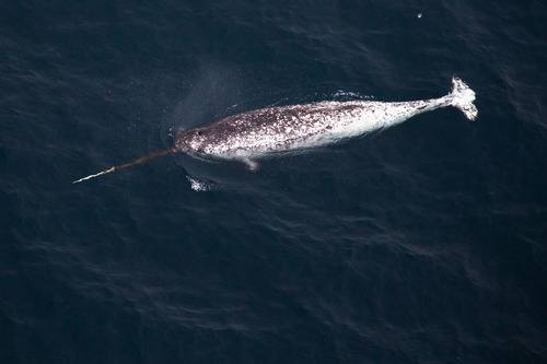 Monodon monoceros, Narwhal