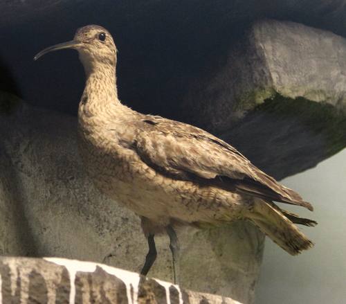 Numenius borealis, Eskimo Curlew