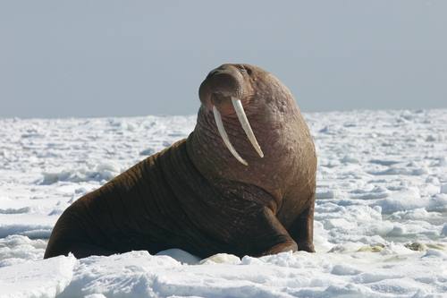 Odobenus rosmarus, Walrus