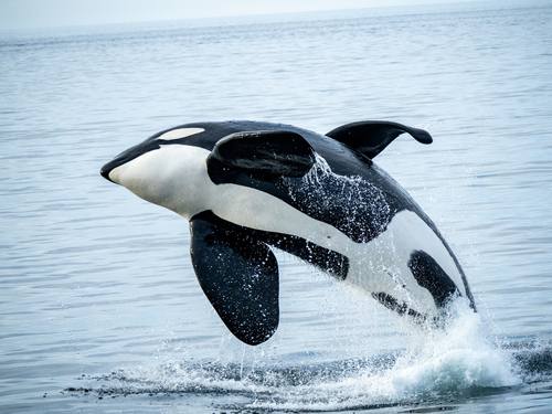 Orcinus orca, Killer Whale