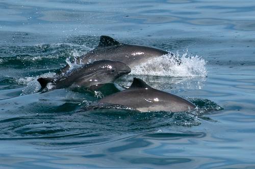 Phocoena phocoena, Harbour Porpoise