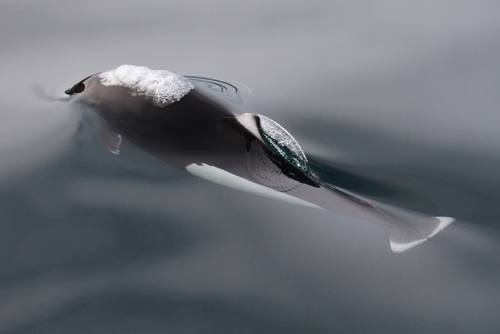 Phocoenoides dalli, Dall's Porpoise