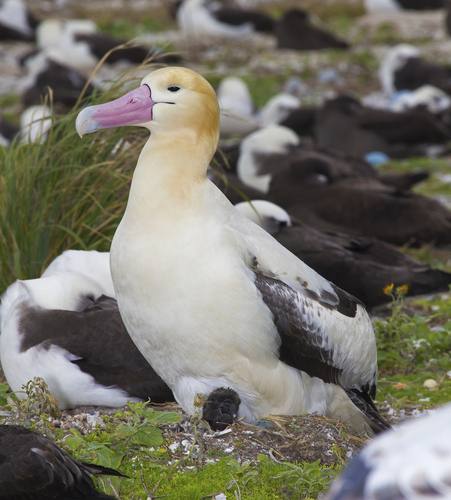 Phoebastria albatrus, Short-tailed Albatross
