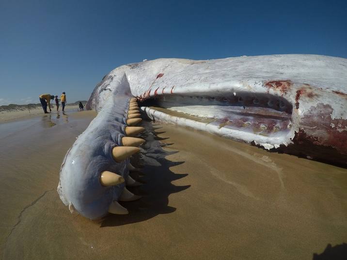 Physeter macrocephalus, Sperm Whale