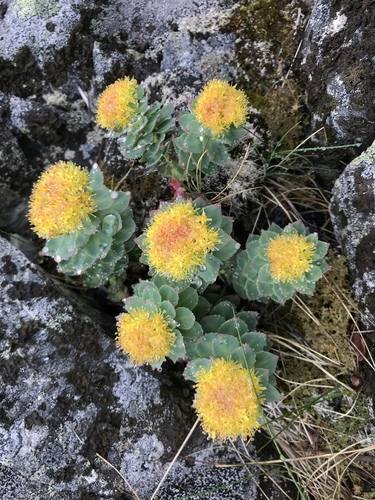 Rhodiola rosea, Roseroot