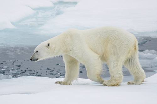 Ursus maritimus, Polar Bear