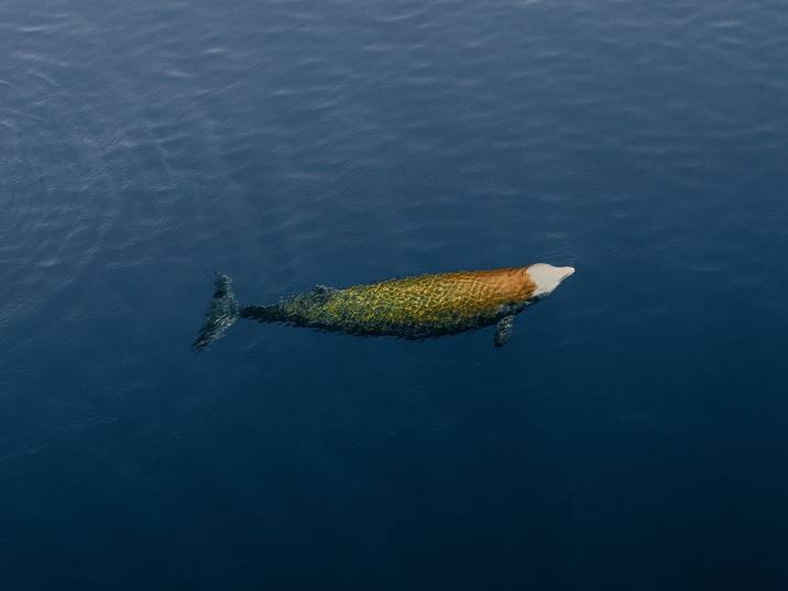 Ziphius cavirostris, Cuvier's Beaked Whale